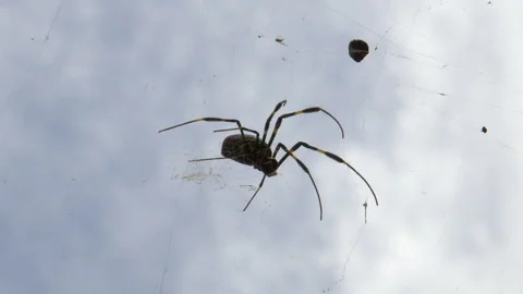 Vertical format: Large Joro spider flexes in web against cloudy sky Stock Footage 328526077