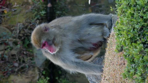 Vertical format: Macaque monkey scratches itch beside forest pond Stock Footage 324772416