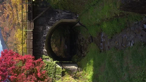 Vertical format mossy creek under arch bridge with red autumn leaves Stock Footage 328525417