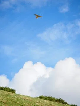 Vertical format picture of a Kestrel hovering above grassland against a blue Stock Photos