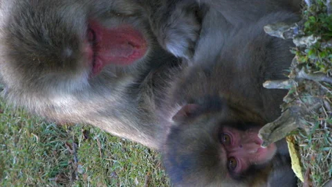 Vertical format: Red face Macaque monkey grooms another on ground Stock Footage 323921347