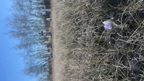 Vertical format of a single beautiful crocus wildflower with a cemetery behind Stock Footage 153848864