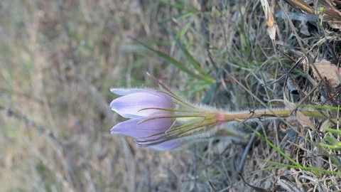 Vertical format of a single beautiful crocus wildflower moving in a light wind.  Stock Footage 153848871