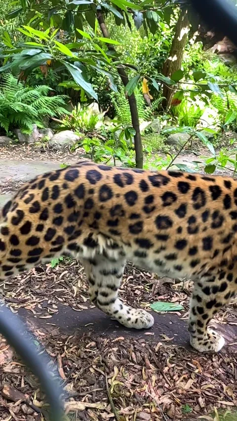 Vertical format: a tiger walking by, filmed in a zoo. Stock Footage 312149261