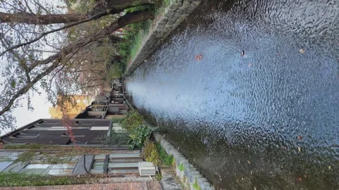 Vertical format: Tranquil shallow Takase River flowing through Kyoto Stock Footage 324772282