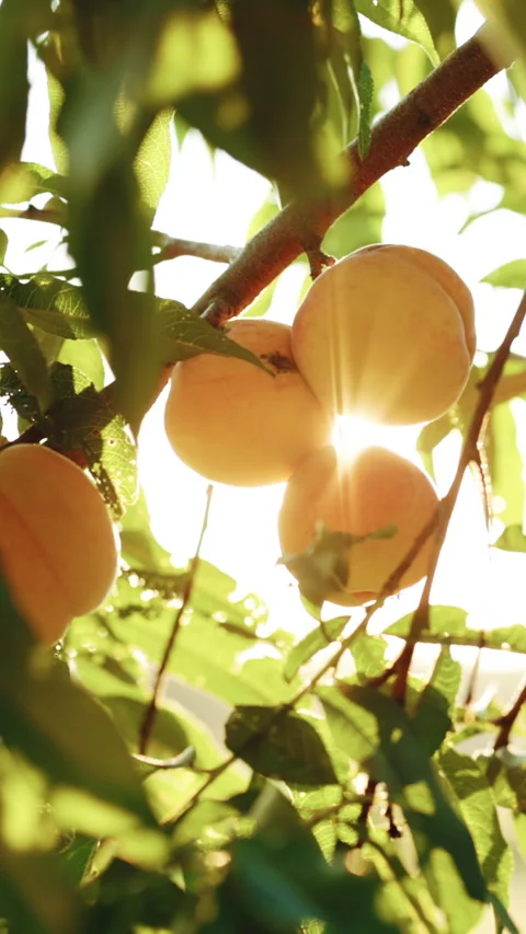 Vertical Format Video of Big ripe peaches. Peach hanging on a branch in orchard Stock Footage 304039487