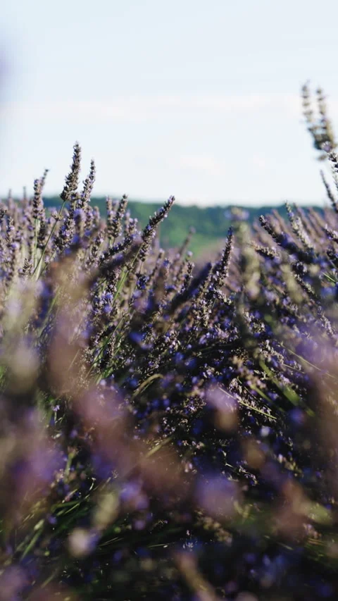 Vertical Format Video of Blooming Lavender Flowers swaying in the wind. Lavender Stock Footage 303930730