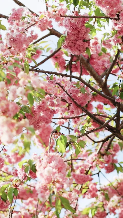 Vertical Format Video of Cherry Blossom, Sakura Flower, Blossoming Cherry Tree Stock Footage 304683246