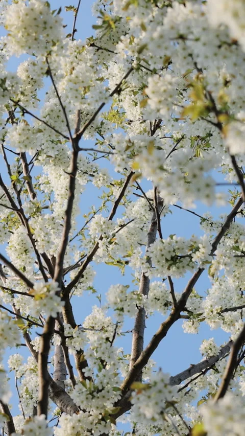Vertical format video of cherry blossom branches with soft white petals in Stockbeeldmateriaal 333580390
