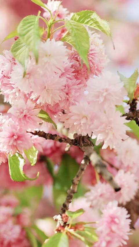 Vertical Format Video of Cherry branch with flowers in spring bloom. Beautiful Stock Footage 304683270