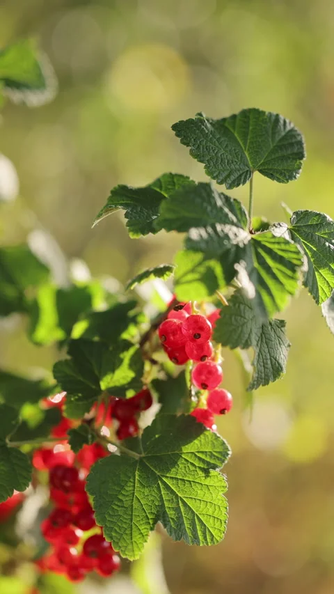 Vertical format video of Close up of Ripe red currant at the garden, closeup 動画素材 337903791