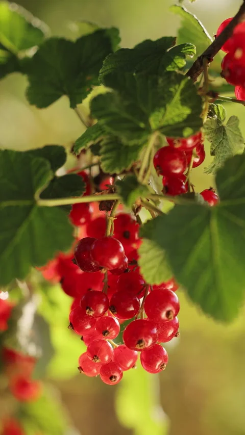 Vertical format video of Currants growing in the garden. Ripe berries of red 動画素材 337900509