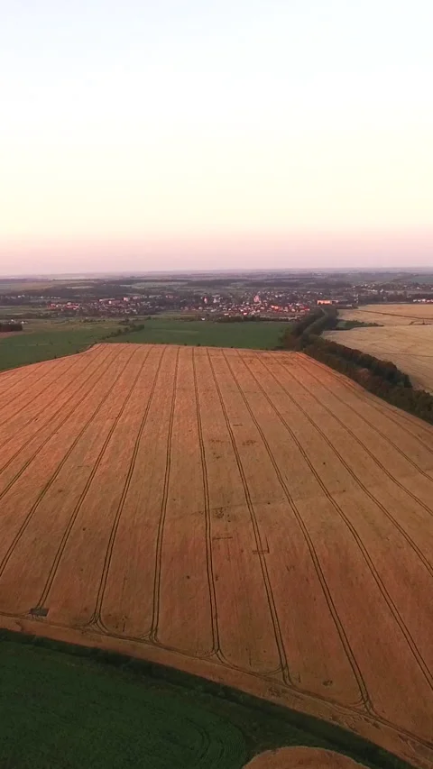 Vertical Format Video of Drone flying over a wheat field during sunset. Drone Stock Footage 309217377