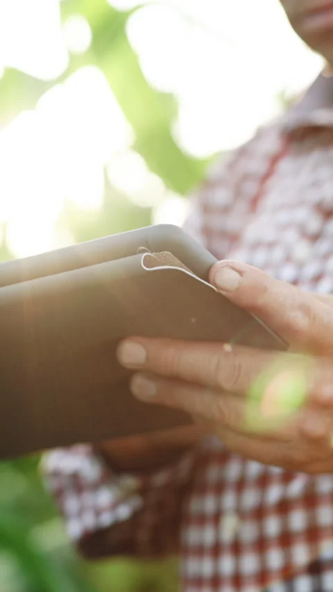 Vertical Format Video of Farmer using digital tablet computer in corn field at Stock Footage 304036594