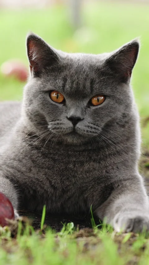 Vertical Format Video of A fat gray British cat with big yellow eyes is laying Stock Footage 306149714