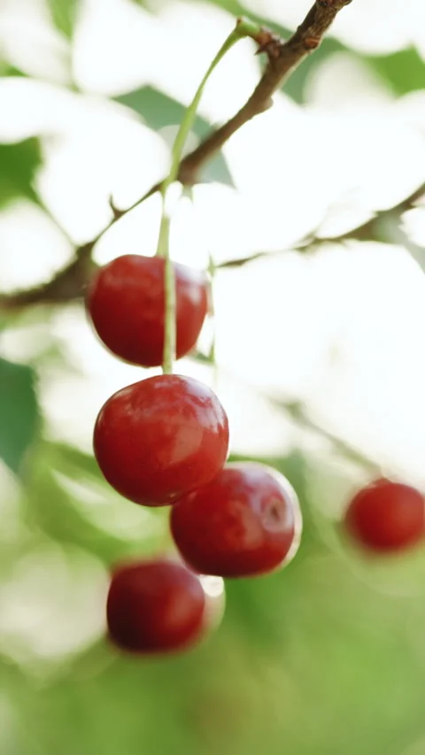 Vertical Format Video of Growing organic food. Bunch of juicy ripe red cherries Stock Footage 304749298