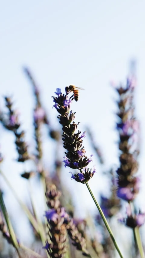 Vertical Format Video of Honey Bee on fragrant Lavender flower. Honeybee working Stock Footage 303929753