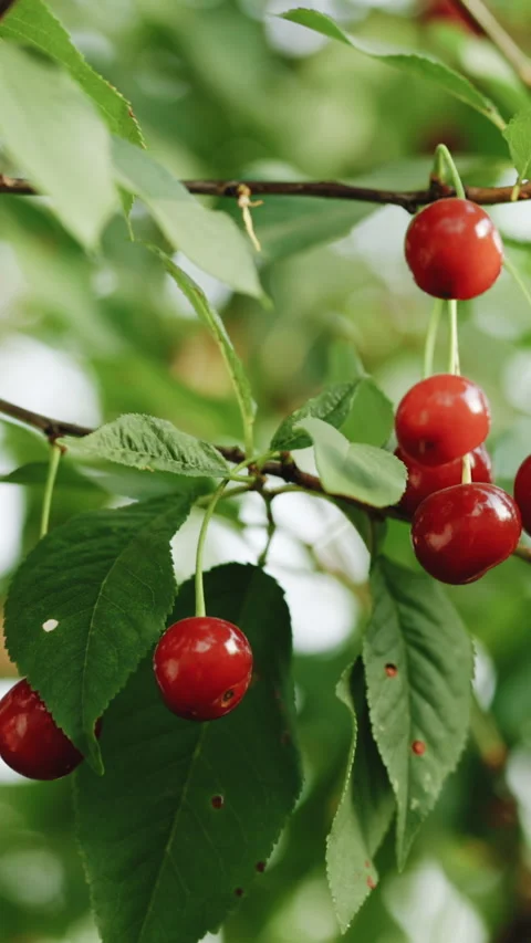 Vertical Format Video of Juicy red cherries on the cherry tree branch on the Stock Footage 304749295