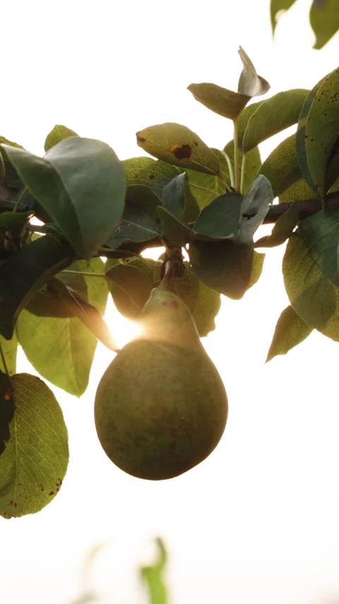 Vertical Format Video of pear under morning sunlight, pear tree plantation Stock Footage 306149891