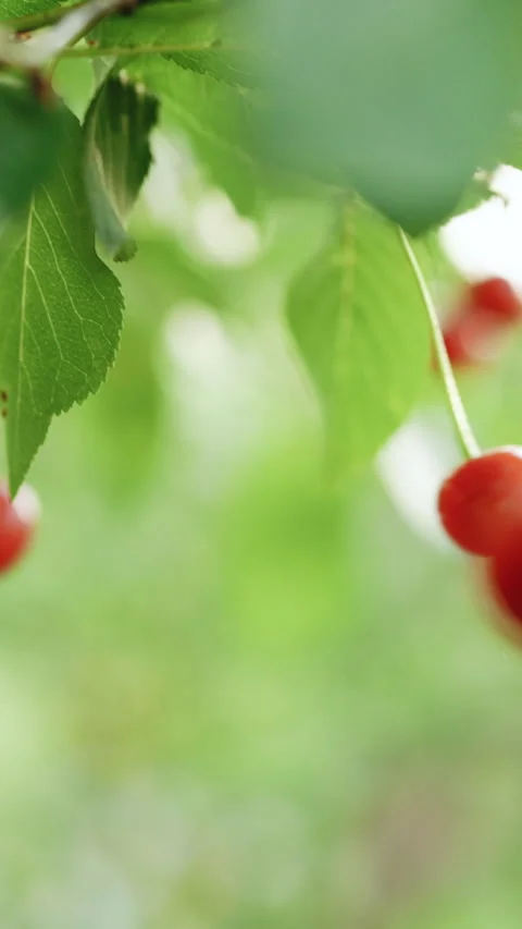 Vertical Format Video of Picking cherries in the orchard. Close up of fresh and Stock Footage 304749437