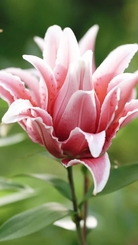 Vertical Format Video of pink lily flowers blooming in the garden. Large pink Stock Footage 306149888