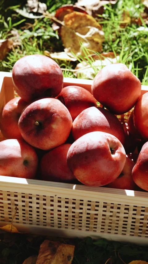 Vertical Format Video of Red apples in a drawer. Side view. Autumn season time Stock Footage 305382507