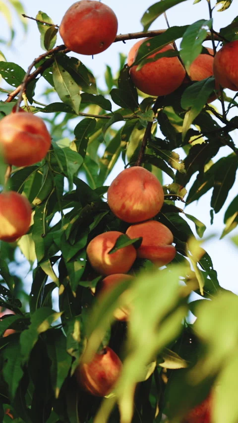 Vertical Format Video of Red peaches and green leaves in summer garden. Peach Stock Footage 304039660