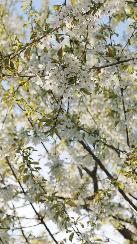Vertical format video of Sakura flowers cherry blossom in full bloom in soft Vídeo Stock 333593844