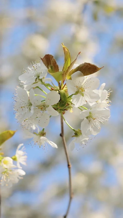 Vertical format video of white sakura flowers cherry blossom in full bloom in Stock Footage 333593212