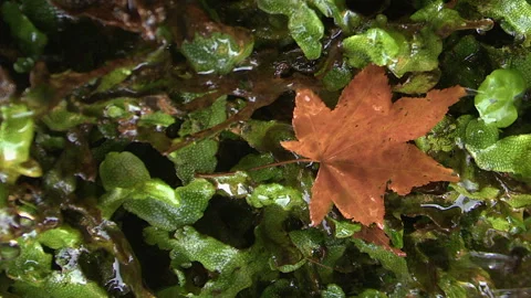 Vertical format water drips down wet green foliage with red maple leaf Stock Footage 328589729