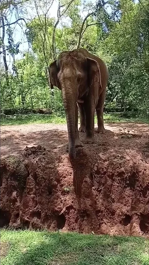 Vertical Format Wild Elephant Standing Close to Massive Protective Trench Video stock 333961413