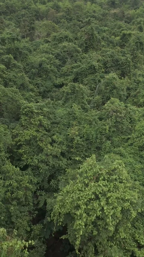 Vertical FPV aerial cruising above cloudy hills and rainforest landscapes in Stock Footage 336558199