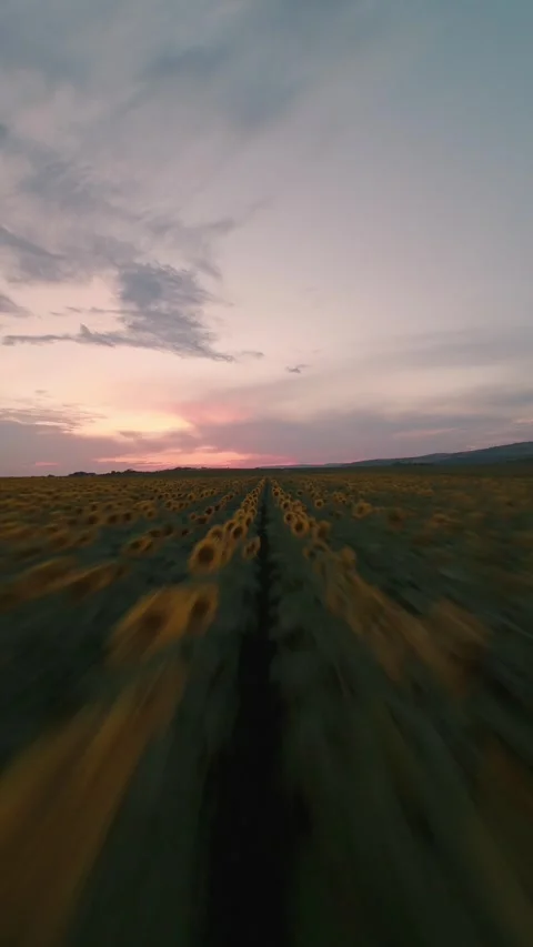 Vertical FPV drone flight along sunflower rows at sunset in Sofia, Bulgaria. Stock Footage 340898747