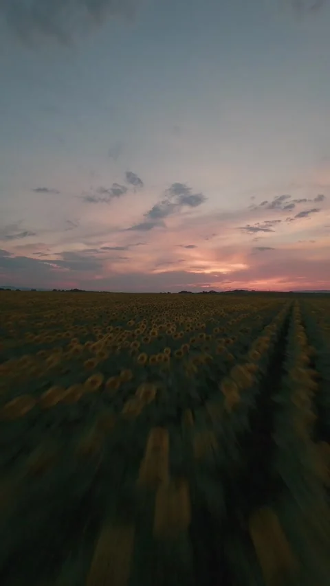 Vertical FPV drone flight between sunflower rows at sunset in Sofia, Bulgaria. Stock Footage 340898634