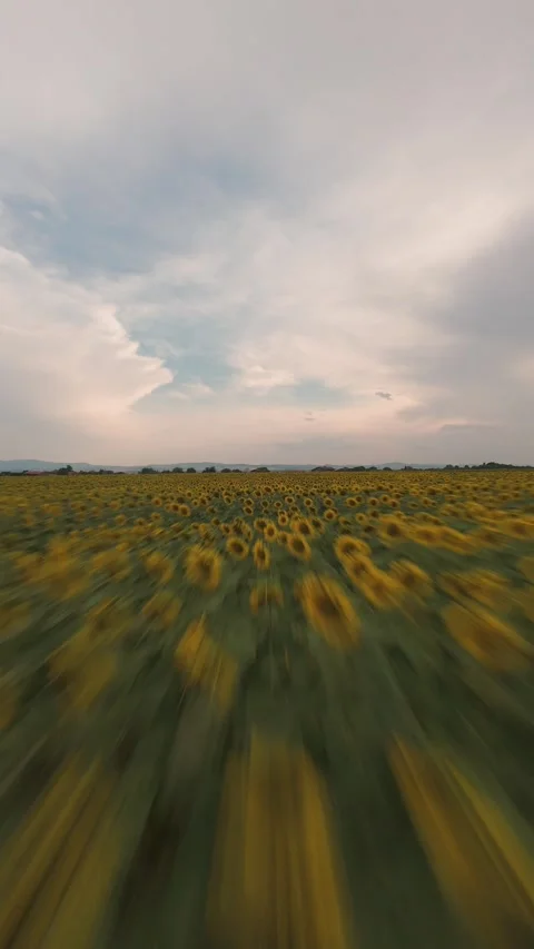 Vertical FPV drone flight over blooming sunflower field in Sofia, Bulgaria. Stock Footage 340898589