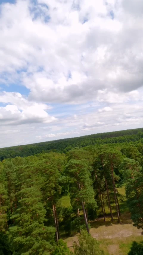 Vertical FPV Drone Flight Over Scenic Lake And Pine Forest In Czech Republic Stock Footage 345262760