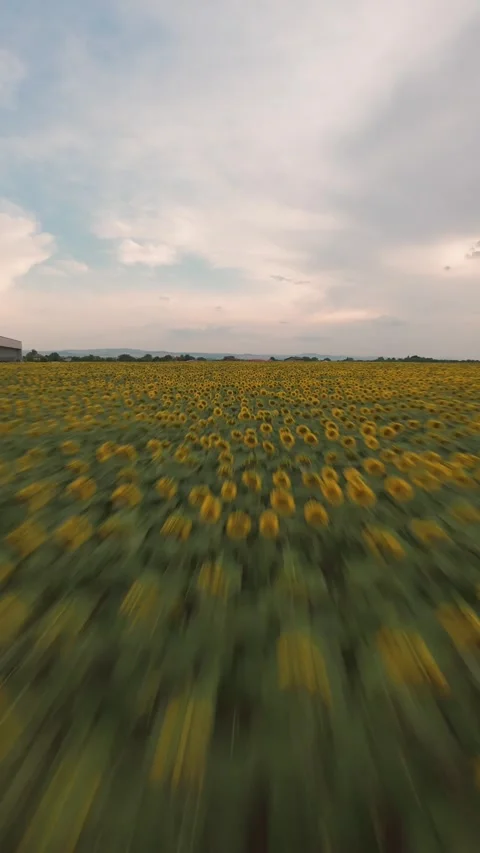 Vertical FPV drone flight rising above sunflower field in Sofia, Bulgaria. Stock Footage 340898851