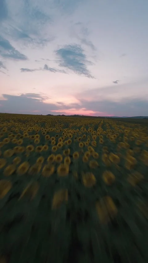 Vertical FPV drone flight turning from rural road into sunflower field in Sofia. Video stock 340898807