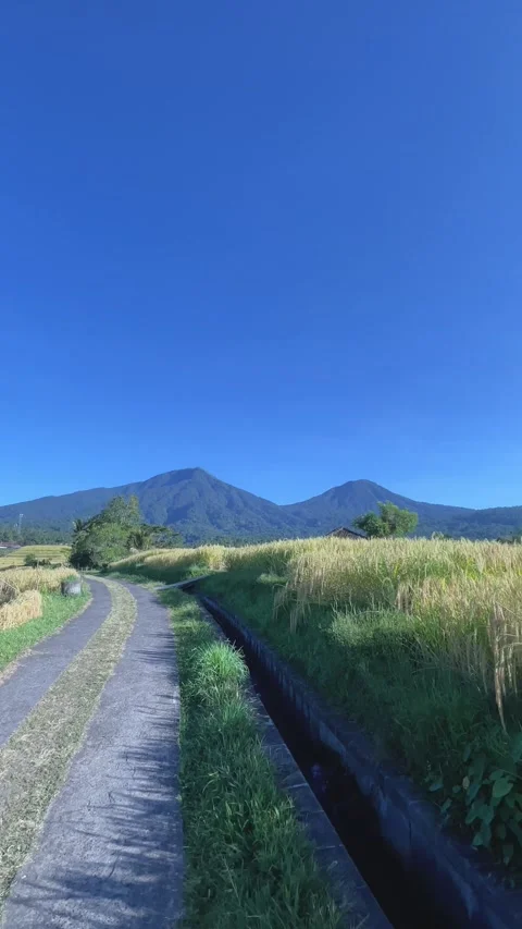 Vertical FPV Walking Shot on Rural Road Heading to Beautiful Mountains in Bali Stock Footage 336696390