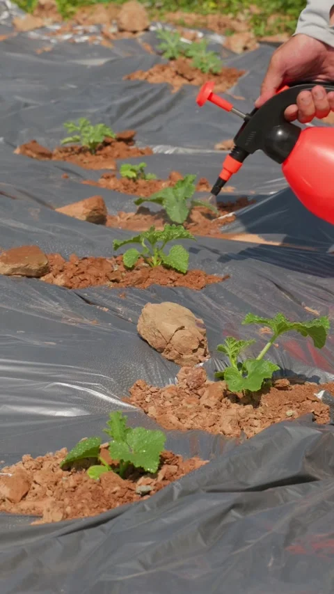 Vertical fragile vegetables covered with mulch film and irrigated with water. Vídeo Stock 336038052