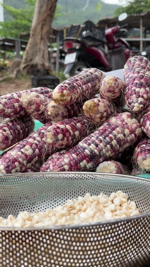 Vertical frame with a bowl of multicolored Red Queen corn kernels placed on a Video stock 330663107