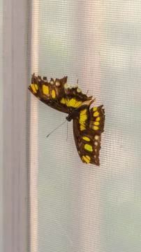 Vertical frame Close up view of a beautiful butterfly against a wire mesh window Stock Photos