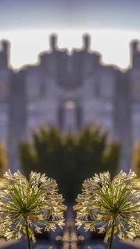 Vertical frame Double view of beautiful white flowers in a dome shape in San Stock Photos