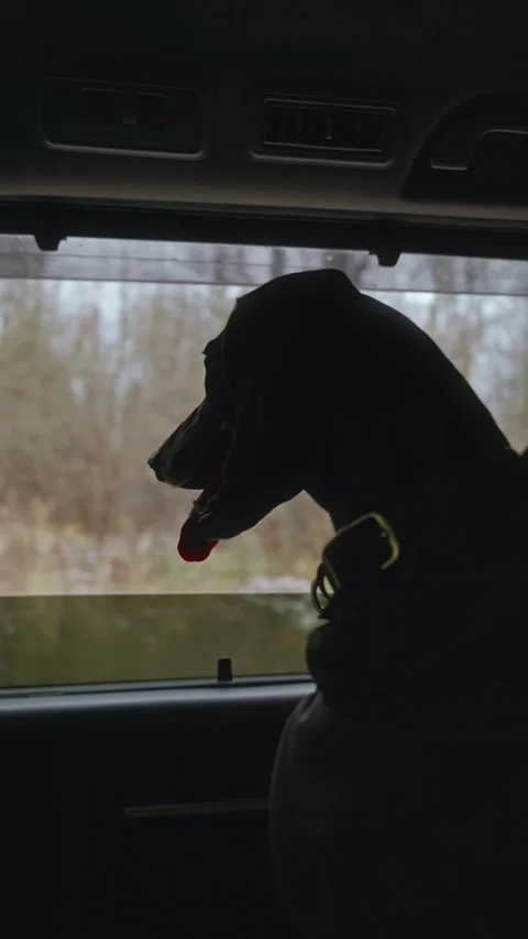 Vertical frame. A happy dog is driving a car for a walk in the forest Stock Footage 306286163