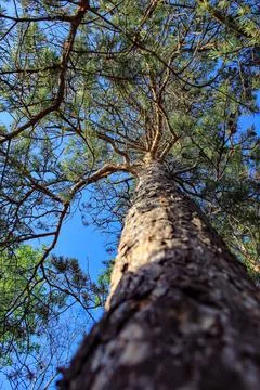 Vertical frame of a pine tree against the sky. Foto stock