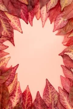 Vertical frame of red and orange autumn leaves of euonymus Stock Photos