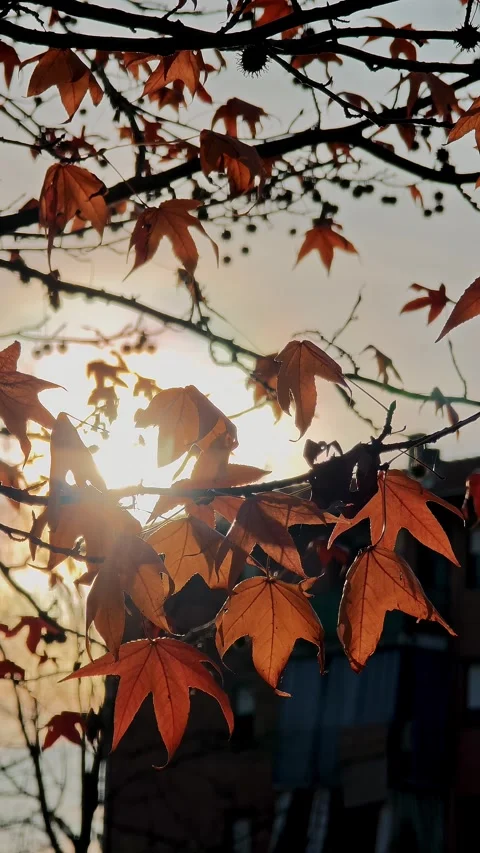 Vertical frame with red autumn leaves on branches in warm sunset tones. Stock Footage 324970214