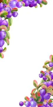 Vertical frame with ripe irgi berries on a white background. Graphic element. Stock Illustration