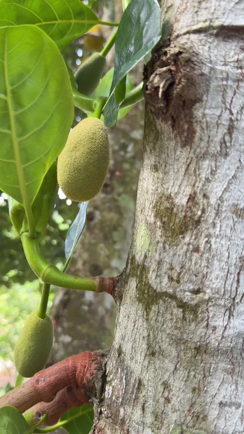 Vertical frame showing jackfruit among leaves with plantation trees extending Stock Footage 330780251