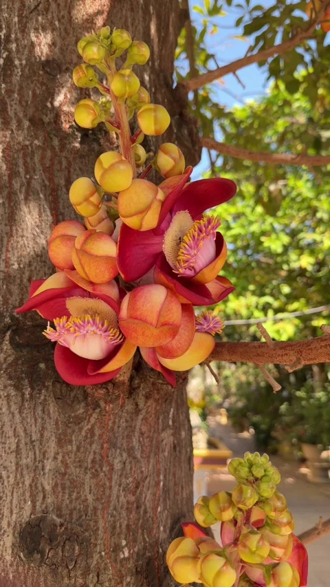 Vertical frame shows bombax flower attached to tree trunk with green canopy Stock Footage 330174609